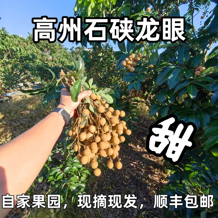 高州新鲜石硖龙眼现摘现发当季热带水果桂圆顺丰包邮【广东省内拍】
