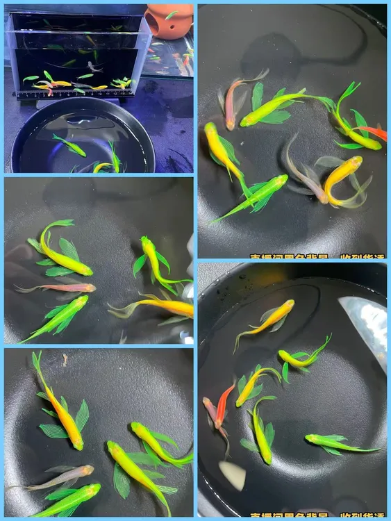 大号种鱼蝶翼斑马鱼长尾长鳍热带淡水观赏鱼小鱼好养活适合新手