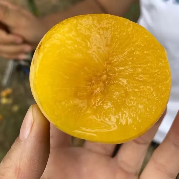 新疆恐龙蛋风味皇后杏李高糖风味足，新疆直发京东空运