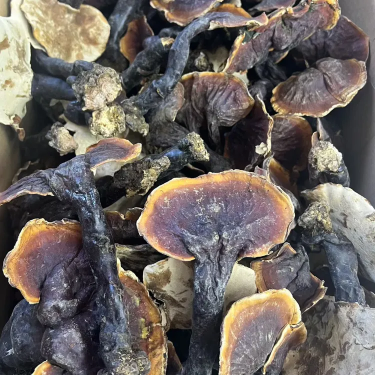 西藏原生态灵芝干货