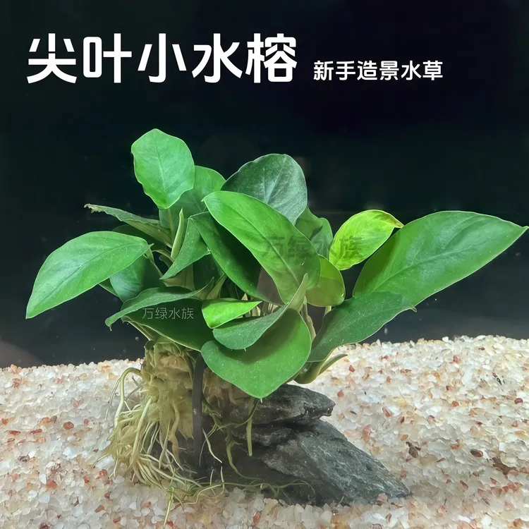 懒人活体水榕水草沉木阴性植物鱼缸造景大叶九冠大叶巴榕绿菊水草