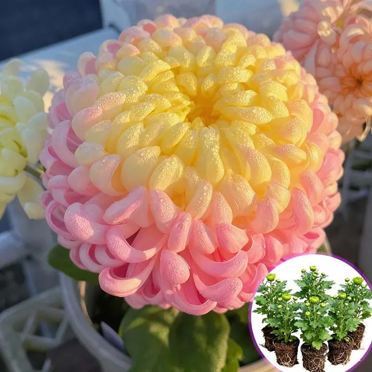 【国华圣者】花卉超大花苗带原土新鲜室内外种绿植扦插苗优质菊花苗