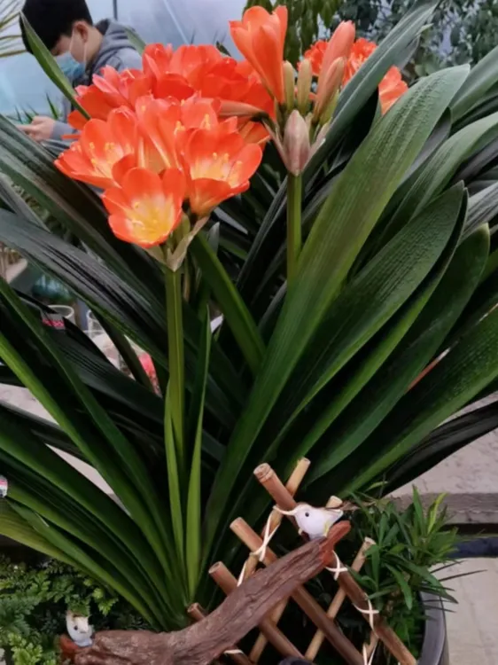 君子兰盆栽高档花卉室内四季常青当年开花好养易活