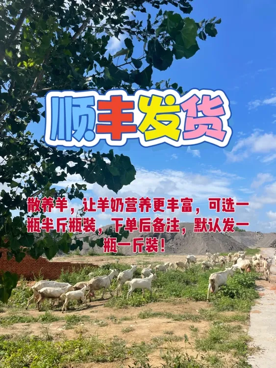 新鲜羊奶现挤纯羊奶自然散养营养丰富顺丰发货无添加新鲜奶鲜羊奶