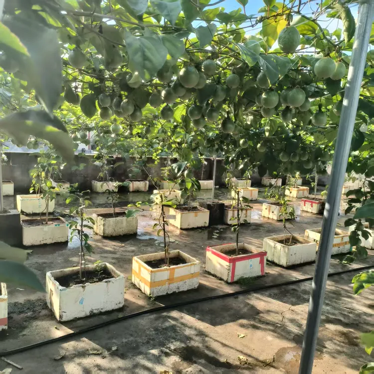 新品种纯甜黄金9号百香果嫁接苗黄金百香果苗四季结果           