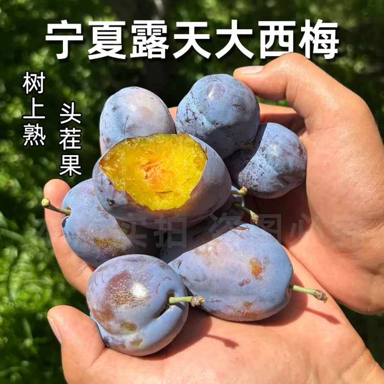【顺丰到家】宁夏露天大西梅新鲜脆甜蓝蜜西梅正宗树上熟当季水果