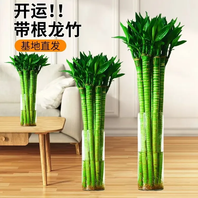 文昌竹龙竹水养多头粗大带根易活桌面盆栽室内植物净化空气除甲醛