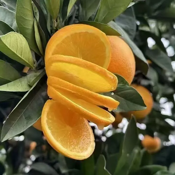 麻阳锦蜜（中果）纯甜无酸