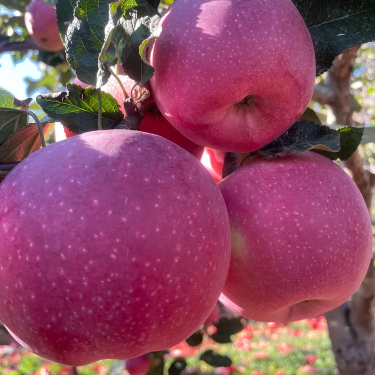 望乡红大苹果树苗