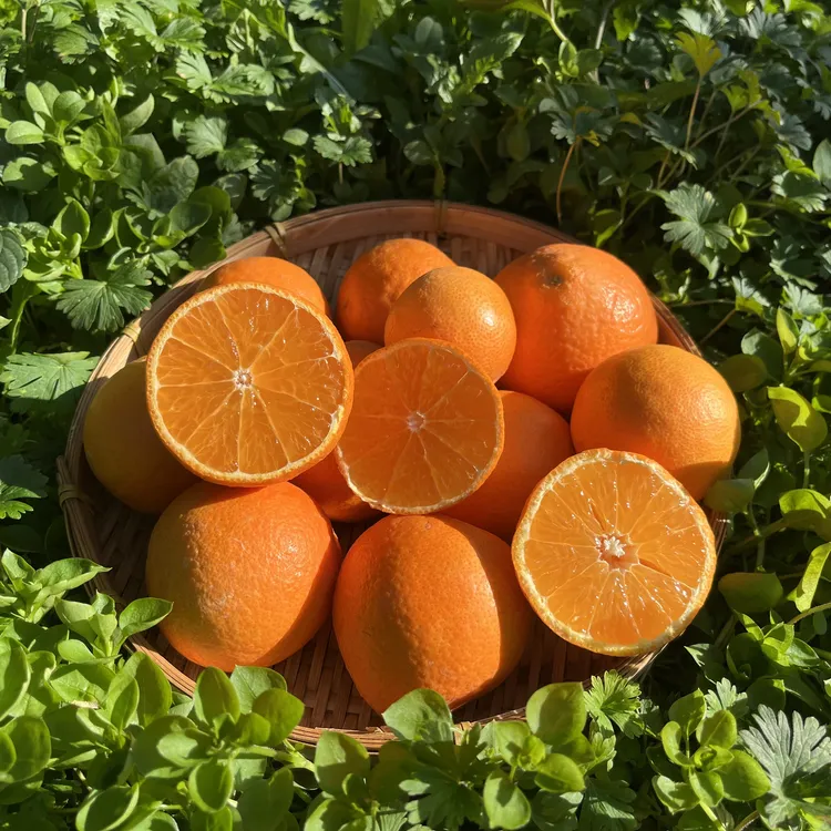 爱媛28号果冻橙新鲜水果现摘现发爆甜多汁无籽无渣箱装京东包邮