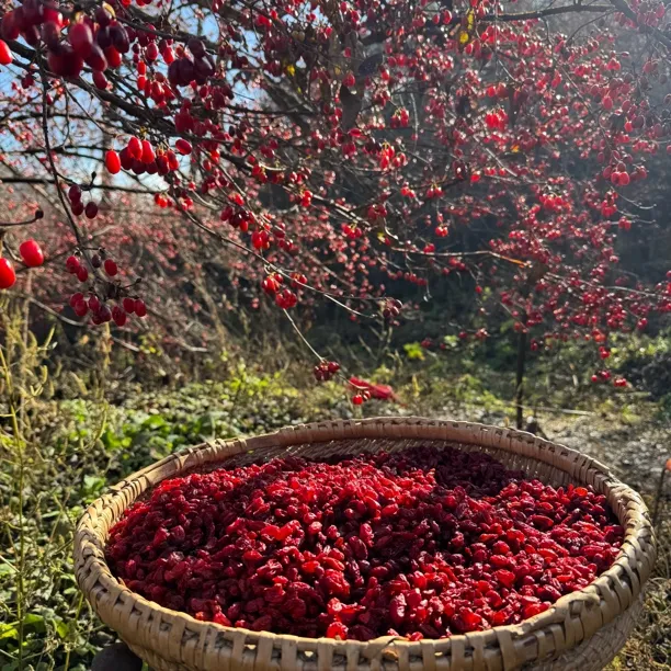 伏牛山区山茱萸 山萸肉 茱萸肉晒干农产品枣皮去核山萸肉泡水泡酒