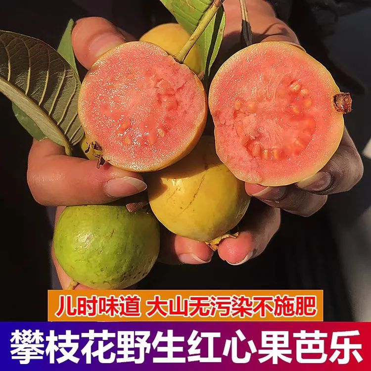攀枝花特产农家红心果软心番石榴新鲜水果现摘应季孕妇芭乐鸡屎果