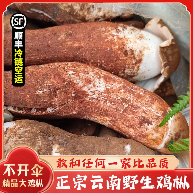 正宗新鲜云南野生鸡枞菌当季美味山珍包邮顺丰冷链直达现采现发