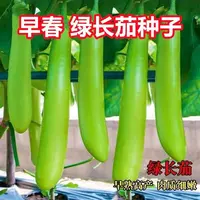 四季种植绿青长茄种子 春秋高产青绿线茄子种籽早熟杂交蔬菜种子