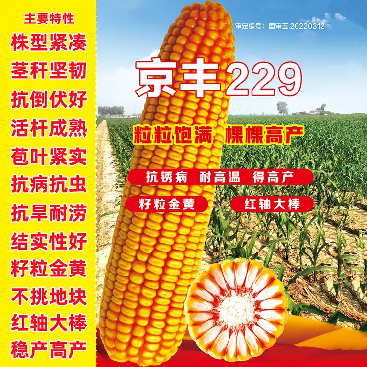京丰229正品高产玉米种子矮杆大棒抗倒抗病抗旱农科院新品种杂交商品图