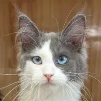 来了姊妹-蓝白蓝眼缅因猫-妹妹-11