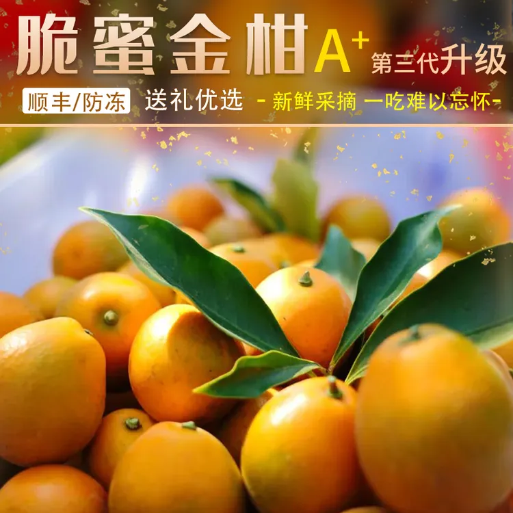 广西第三代脆蜜金桔新鲜无籽纯甜水果脆蜜金柑果园现摘顺丰大果王