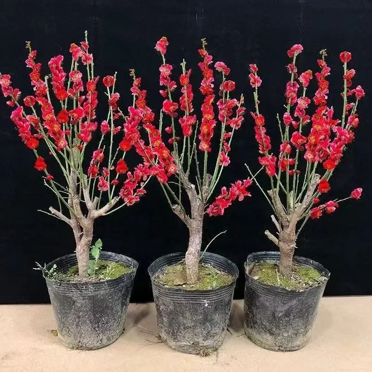 梅花耐寒盆栽盆景腊梅原生骨里红梅花红梅老桩室内外花带花苞耐寒