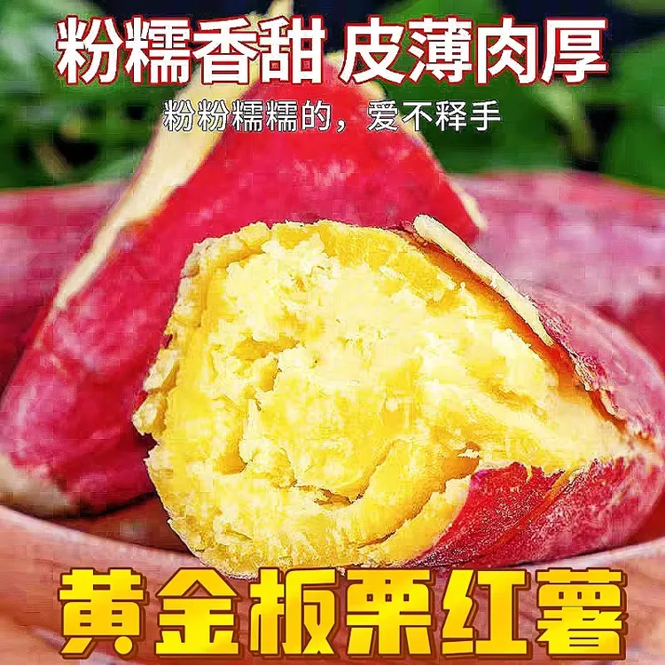 黄金板栗薯新鲜现挖粉糯香甜无丝无筋非小香薯 番薯 5-9 斤包邮