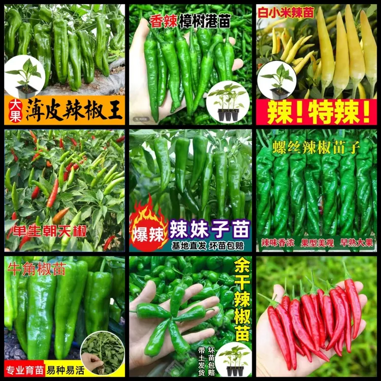 春秋辣椒苗樟树港辣妹子薄皮椒螺丝椒朝天椒苗盆栽阳台四季辣椒