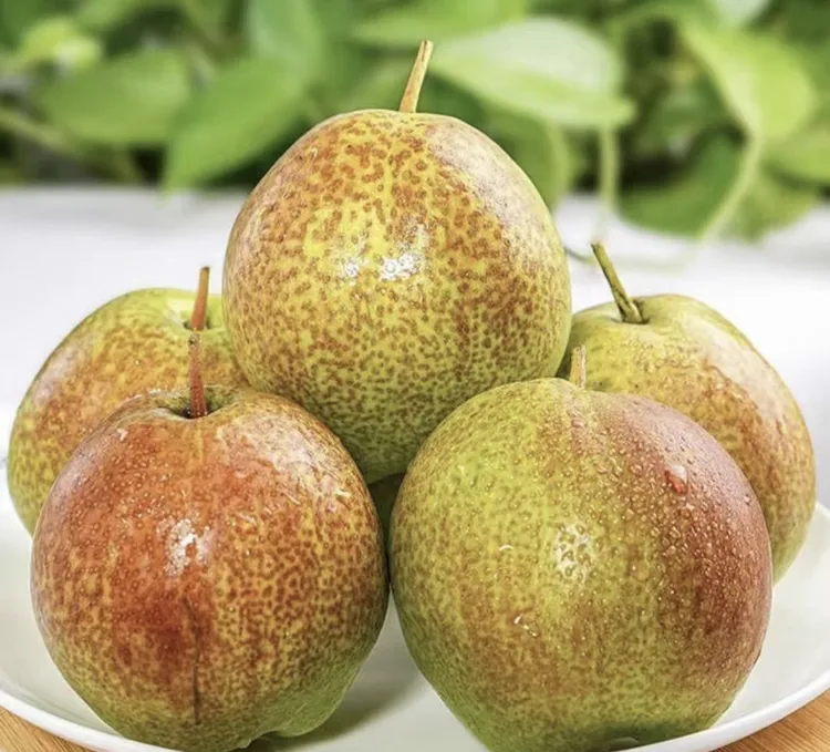 （现摘现发）正宗7号媚梨新香梨香甜皮薄口感脆甜多汁坏果包赔