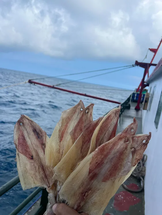 广西北部湾北海正宗船晒鱿鱼干渔民船上新鲜淡干足干鱿鱼煲汤送礼