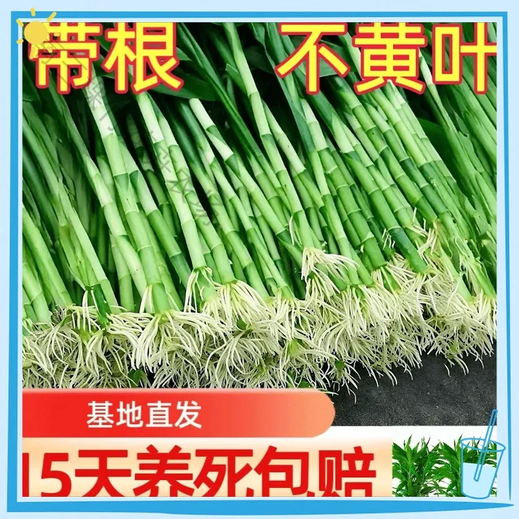 带根富贵竹文昌竹室内植物水培好养活的绿植盆栽客厅土培花卉室内