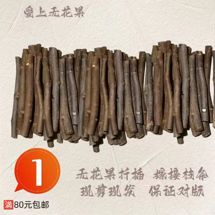 无花果无花果树扦插嫁接枝条现剪现发满80包邮