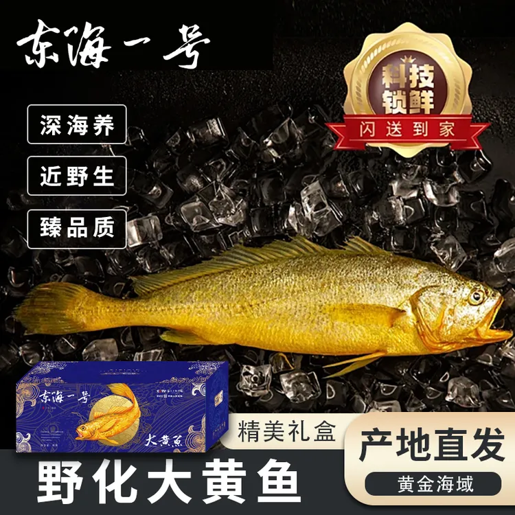 东海一号野化大黄鱼半野生黄花鱼深海捕捞冰鲜水产特产礼盒装包邮