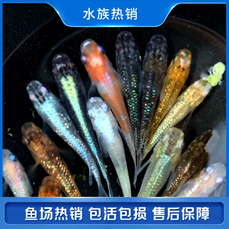 观背青鳉小型鱼迷你观赏鱼冷水鱼不加温度不打氧好养