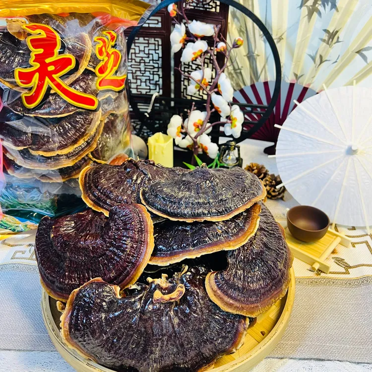 【西藏产区】正宗西藏金边灵芝菌味浓郁煲汤煮水泡酒送礼佳品