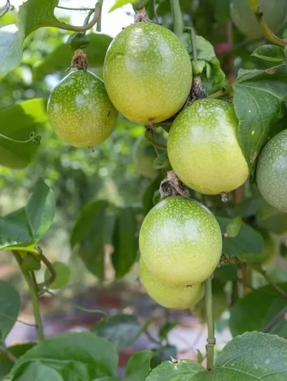 新鲜现摘钦蜜9号百香果香甜多汁营养浓郁当季水果