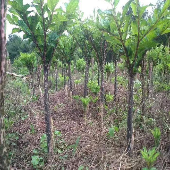 【云南白魔芋二代种】高产，抗病强，成活率高