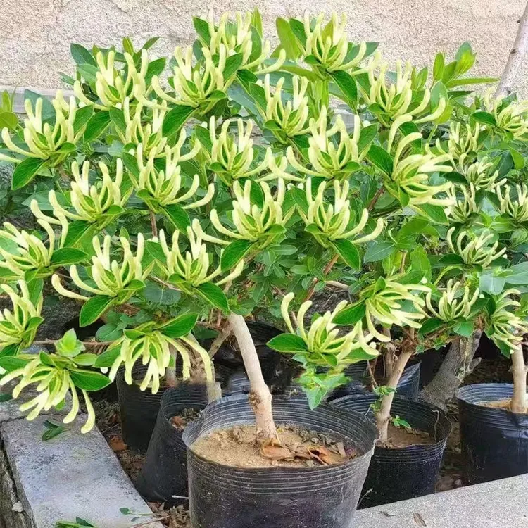 5年苗买一送一 正宗金银花苗盆栽地栽耐寒金银花树苗南北方四季