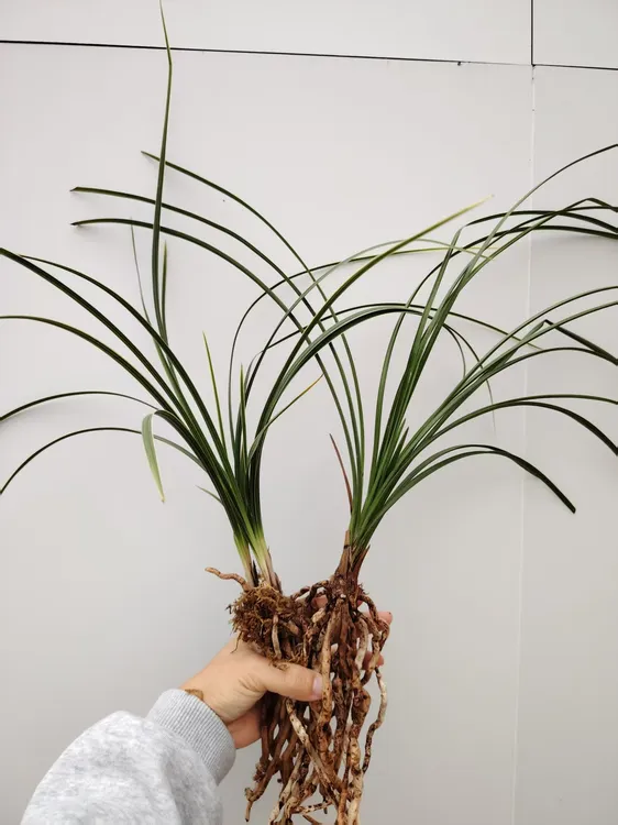 蕙兰惠兰兰草春兰随州本地新品兰花花艺兰花草