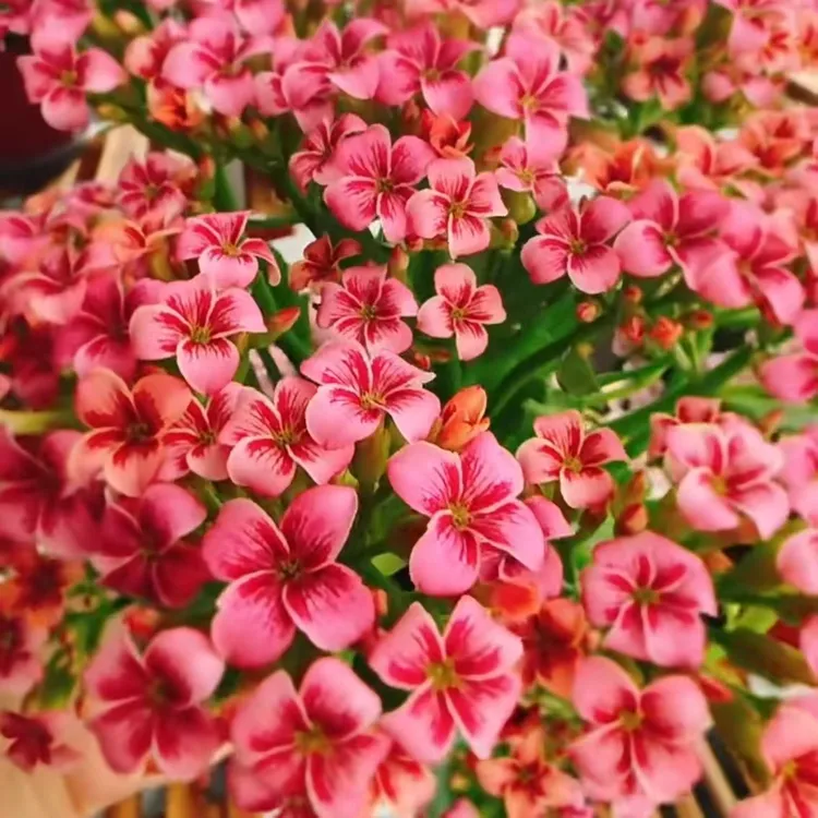 【史莱克】单瓣彩色长寿花带花苞