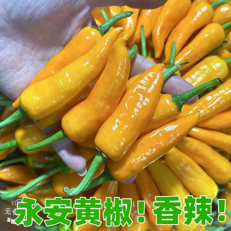 福建永安黄椒七彩小米辣泡椒五彩香新鲜农家尖椒剁椒净重1斤-20斤