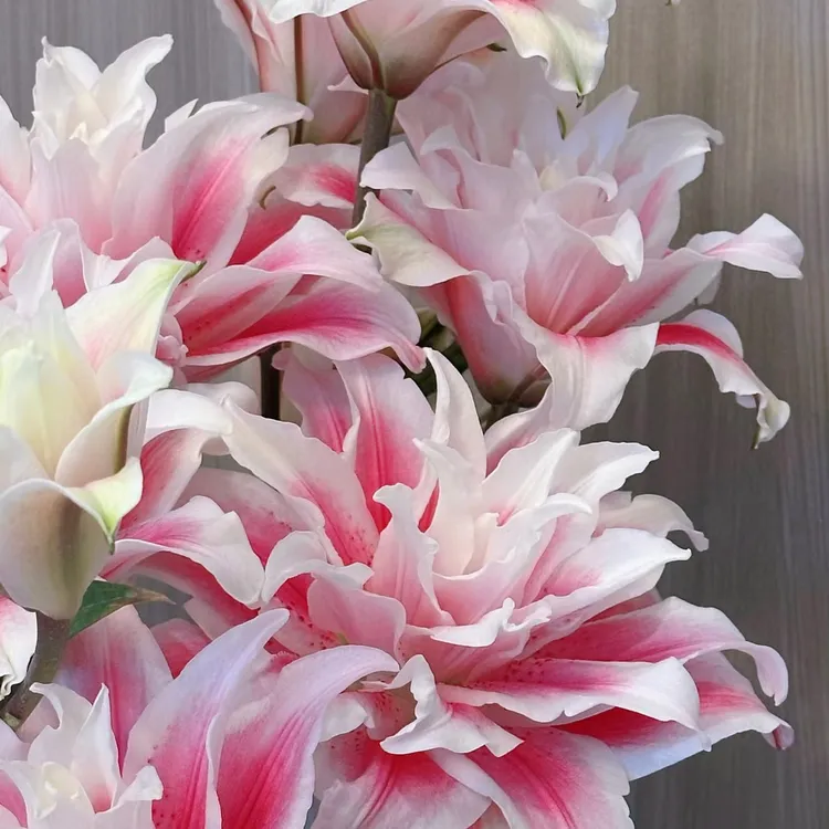 【一周花铺】伊莎贝拉重瓣鲜切花基地现发【运输损耗掉头2-3属正常】