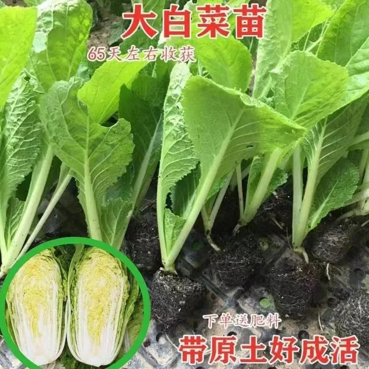 黄心大白菜秧苗带土发货秋冬季菜园庭院种植蔬菜苗子穴盘育苗秧苗