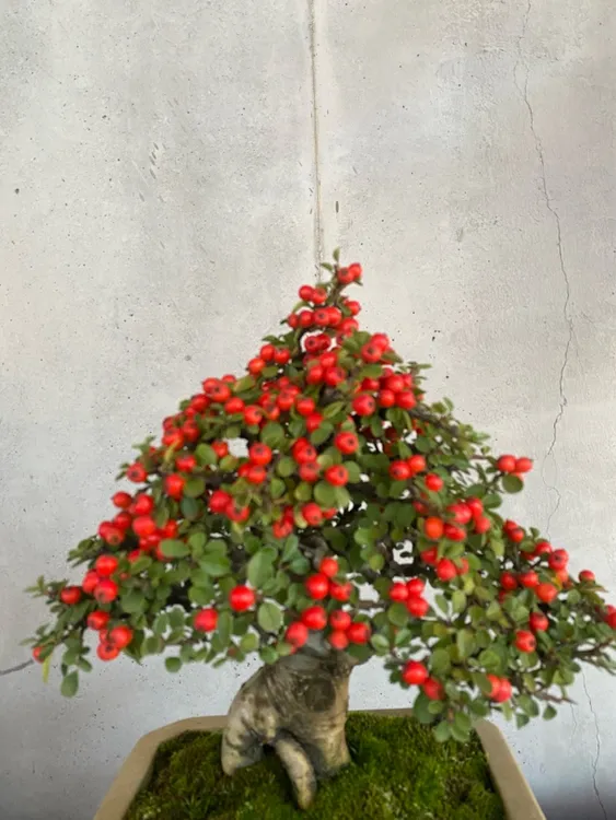 红花火棘果荀子绿植庭院白花荀子老桩专场盆景树老桩金花植物