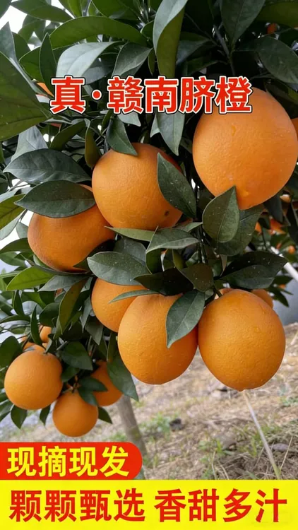 正宗江西赣州脐橙新鲜应季水果