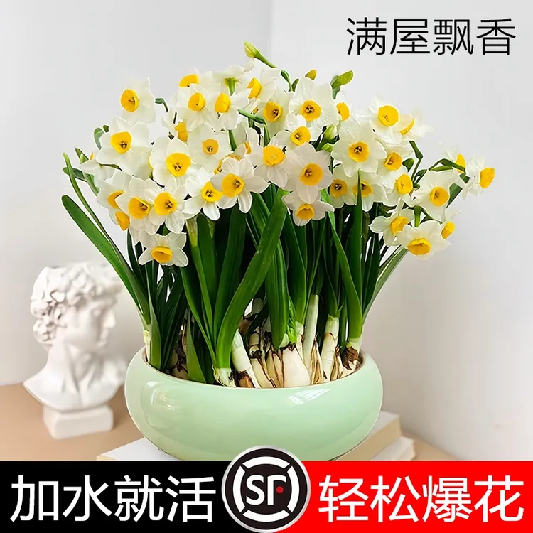 水仙花种球带芽大球漳州水仙重瓣土培洋水仙室内盆栽水养花卉植物