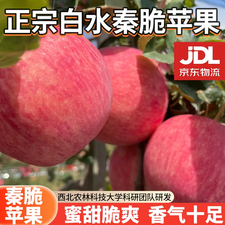 【秦脆苹果】陕西白水新品种秦脆苹果普通装/礼盒装4-6.5斤