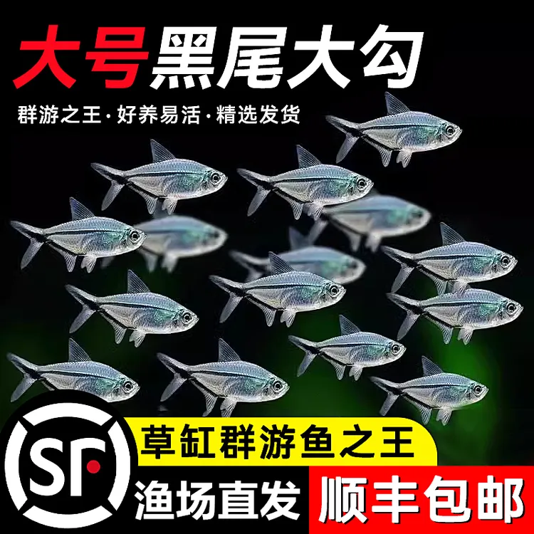 黑尾大勾鱼热带观赏鱼鱼缸群游小型鱼苗好养耐活冷水淡水金鱼活鱼
