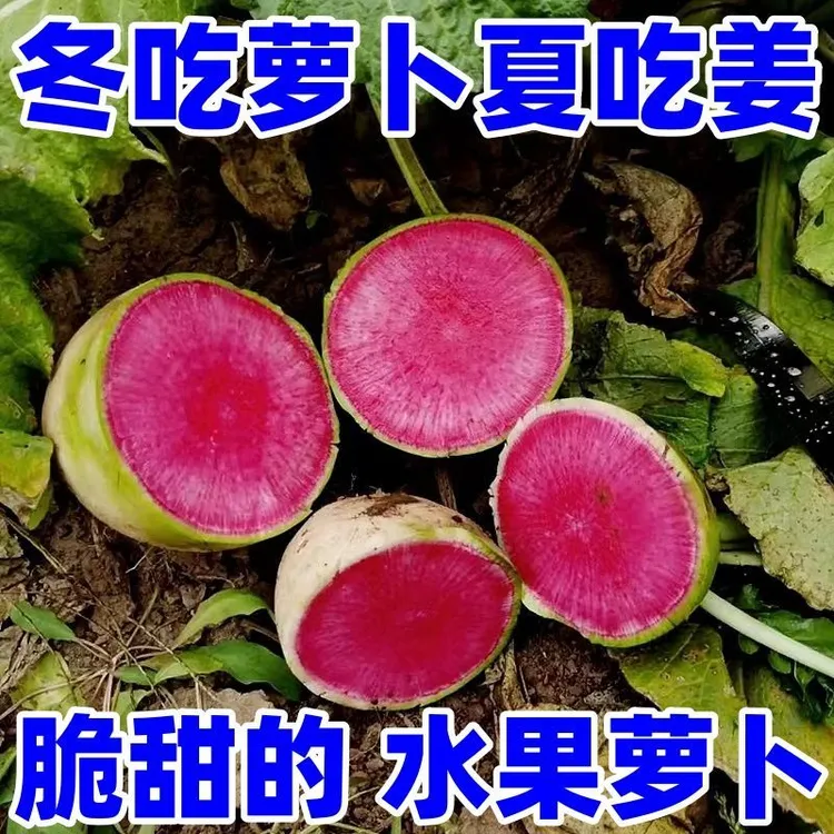 新鲜绿皮满堂红现挖现发可生吃口感清脆5斤包邮