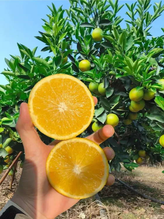 麻阳富硒冰糖橙,自家果园，现摘现发，物美价廉，你值得拥有（中果）