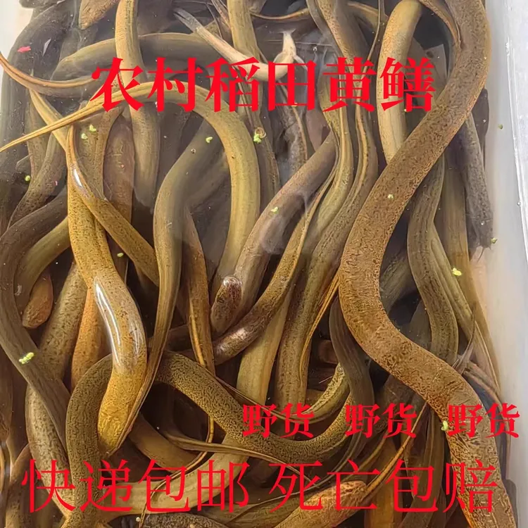 湖北洪湖野生黄鳝鲜活鳝鱼新鲜活体现捕现发可鳝片鳝丝术后滋补