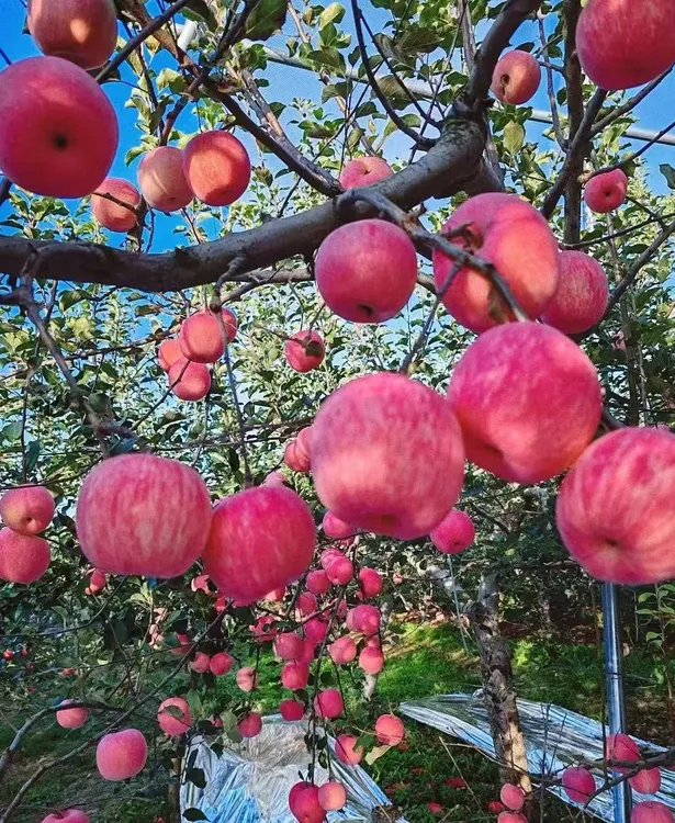 【京东快递】2025陕西正宗洛川红富士苹果脆甜多汁现摘现发