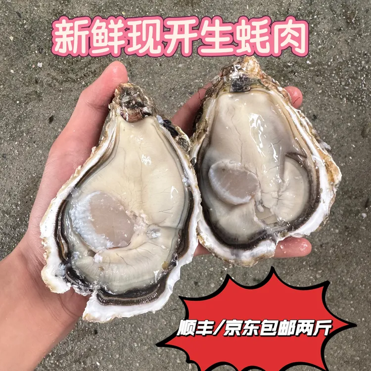 特大脆口生蚝肉8～10只一斤500g
