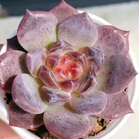 36号多肉植物    琥珀王一颗（尺寸4左右）满28包邮除偏远